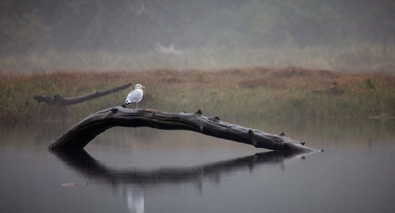 Watchful Gull.jpg